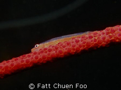 Triplefin on Red Whip Coral taken at Tatchai, Thailand wi... by Fatt Chuen Foo 